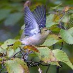 Female Bay-breasted Warbler. Photo by Larry Master, masterimages.org