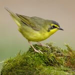 Female Kentucky Warbler by Agami Photo Agency, Shutterstock