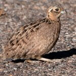 Female Montezuma Quail. Photo by Bettina Arrigoni, CC BY 2.0.