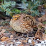 Female Northern Bobwhite by Danita Delimont, Shutterstock