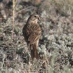 Female Thick-billed Longspur with food by vagabond54, Shutterstock