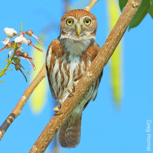 Feather Friendly, effective product to stop birds hitting windows