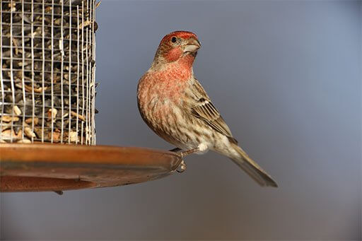 The House Finch is a common backyard bird at feeders. 