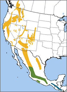 Flammulated Owl map, NatureServe