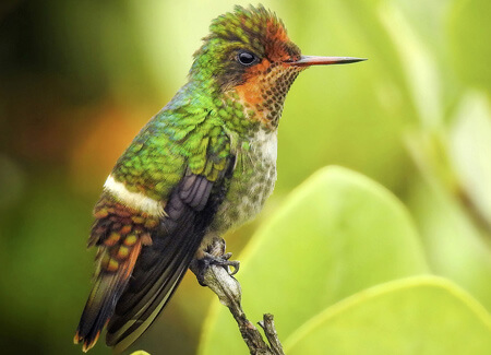 Frilled Coquette, Aisse Gaertner