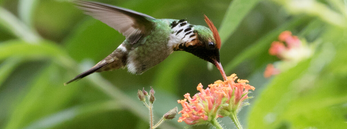 Frilled Coquettes and many other birds—including an astounding number of endemic species—can be found in Serra do Urubu and the other remaining pockets of Brazil's Atlantic forest. Photo by Ciro Albano