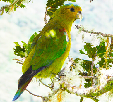 Fuertes's Parrot, Fundacion ProAves