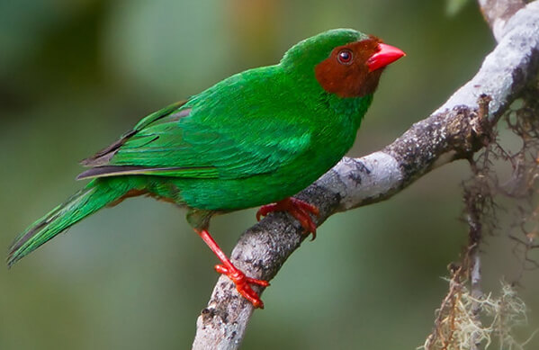 Grass-green Tanager, Glenn Bartley