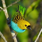 Gilt-edged Tanager by Aisse Gaertner