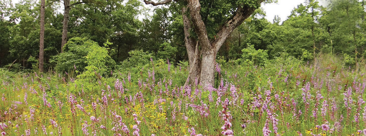 A restored glade habitat in bloom with native blazing stars. Photo by Susan Farrington