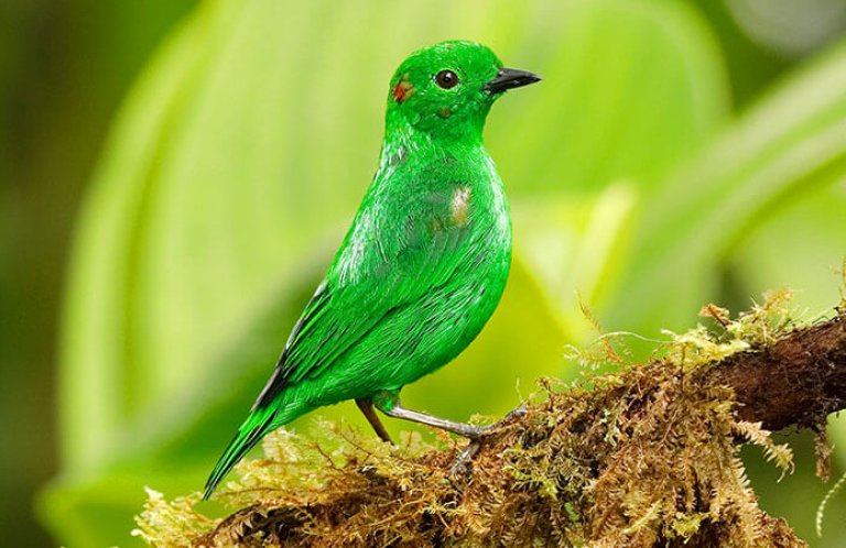 Glistening-green Tanager