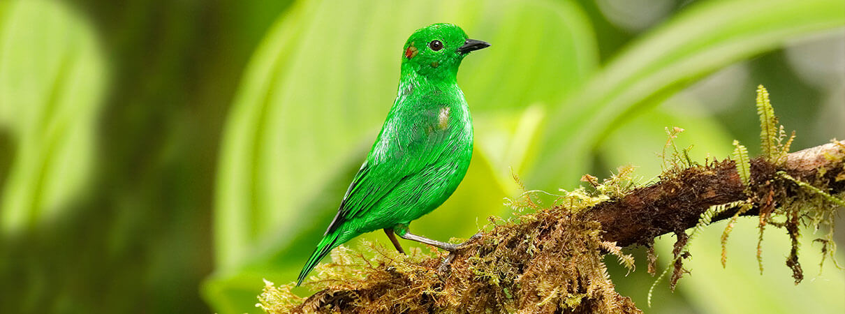 Glistening-green Tanager