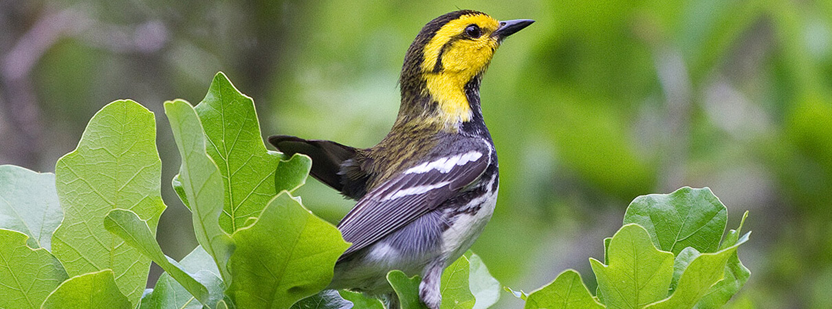 Golden-cheeked Warbler by Ryan Shaw