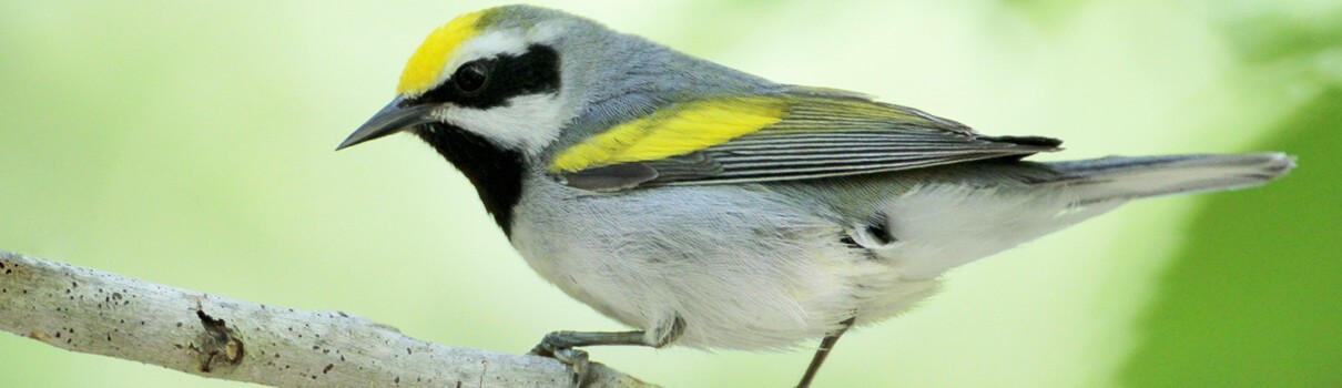 Golden-winged-Warbler_Greg-Lavaty