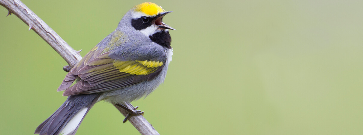 Golden-wingedWarbler_MichaelStubblefield