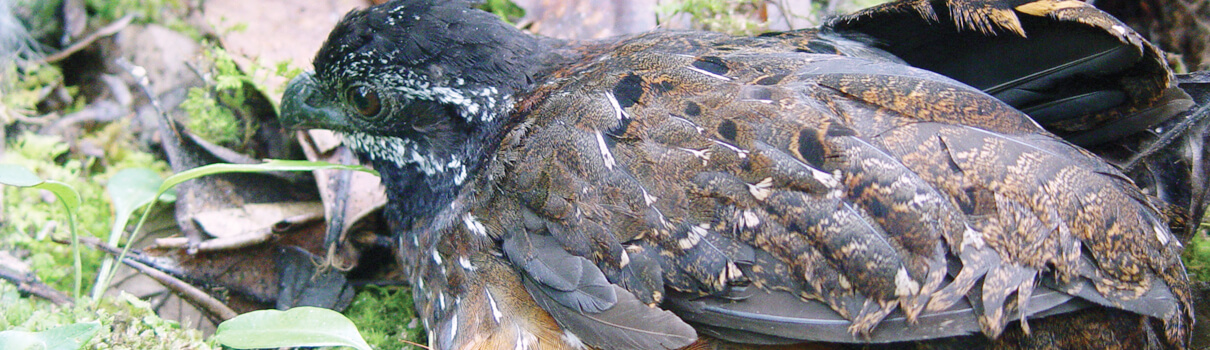 The corridor also provides habitat for more than 150 species of birds, including the Gorgeted Wood-quail, a globally endangered species found only in Colombia. Photo: Fundación ProAves