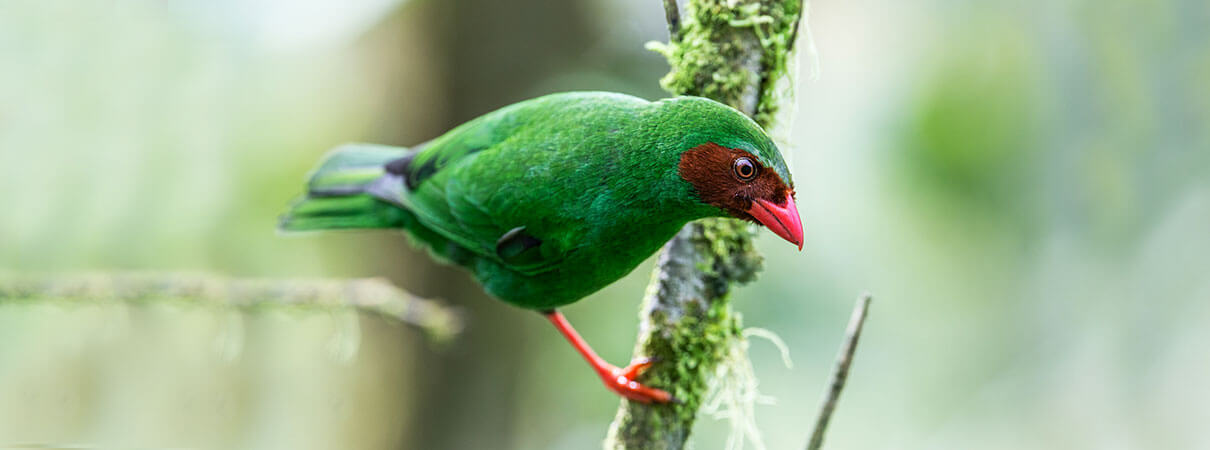 Grass-green Tanager