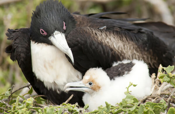 Great Frigatebird, MindStorm, Shutterstock