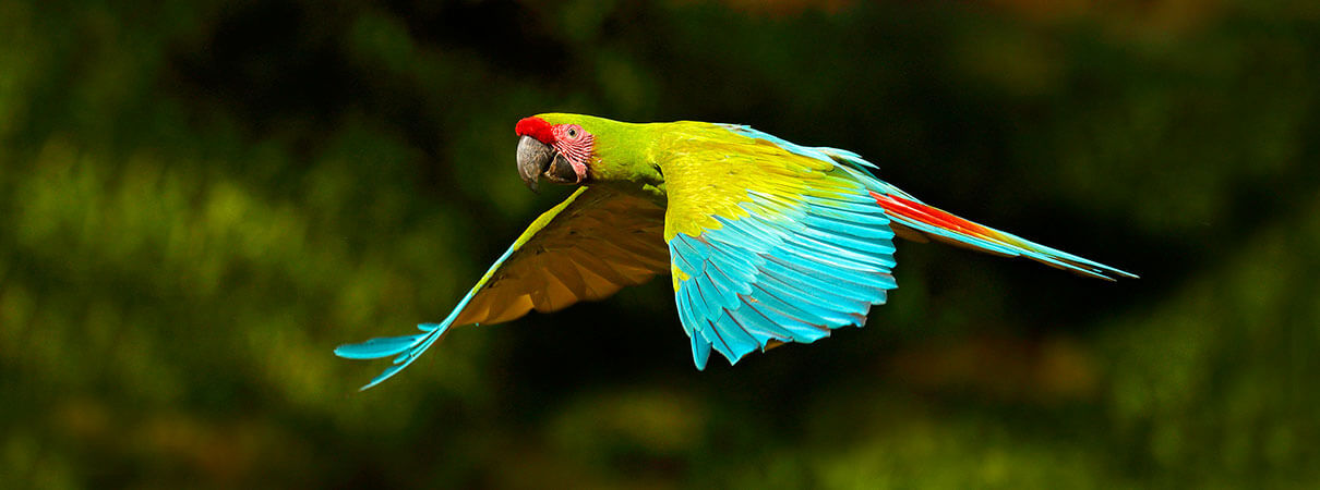 Great Green Macaw