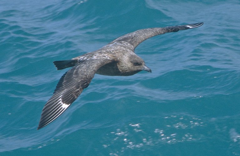 Skuas are gull-like seabirds.