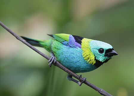 Green-headed Tanager. Photo by Fabrice Schmitt