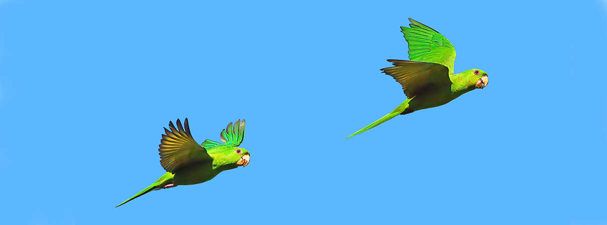 Green Parakeets