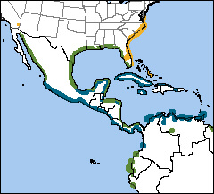 Gull-billed Tern Map, NatureServe