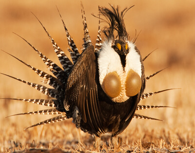 Gunnison Sage Grouse by Noppadol Paothong