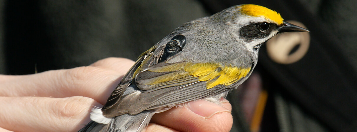 The tiny device on this Golden-winged Warbler's back—known as a geolocator—tracks the bird's location on the globe by recording daylight. Photo by Aditi Desai