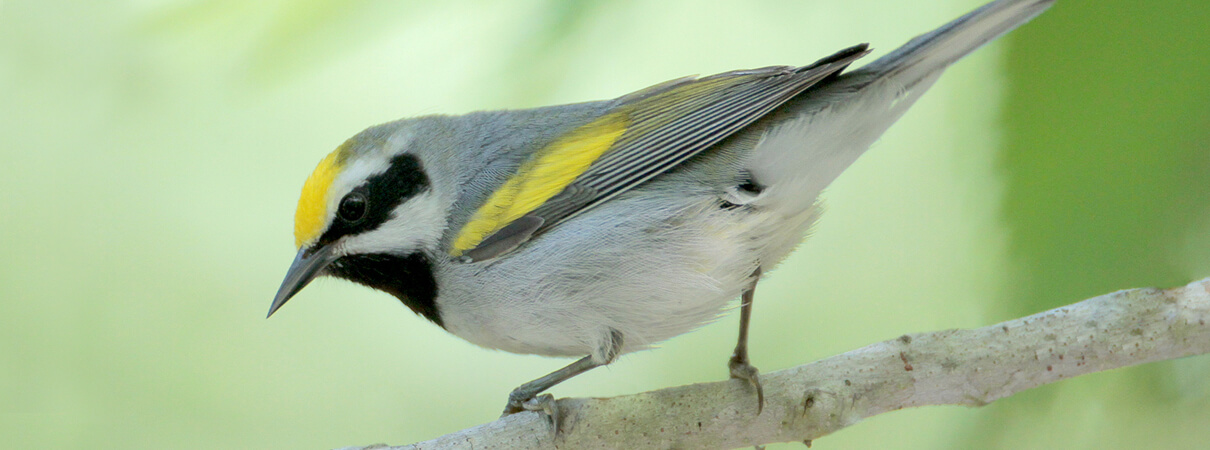 Minnesota's northern forests are home to nearly 50 percent of the world's Golden-winged Warbler population during the summer breeding season. Photo by Greg Lavaty