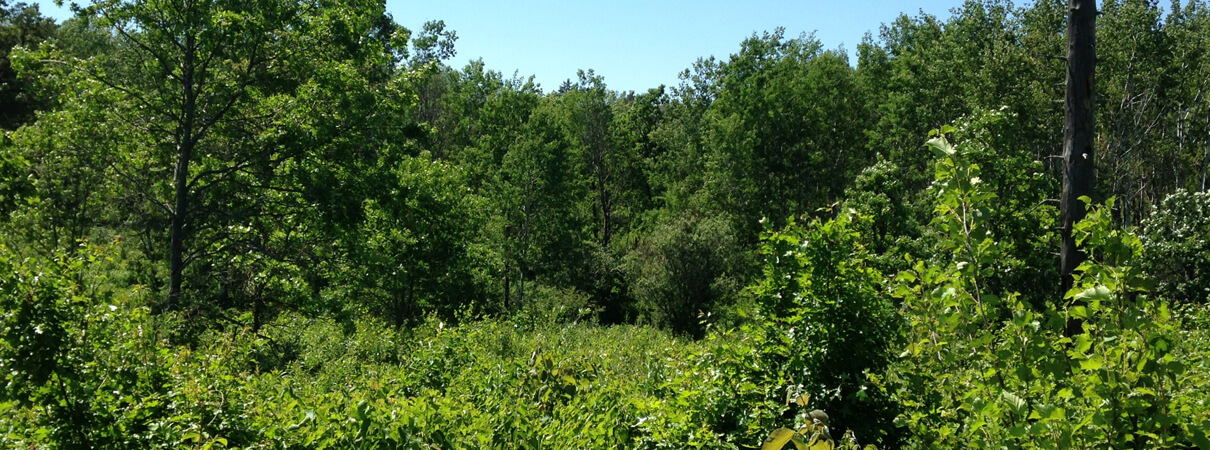 By summer, the landscape in this post-treatment habitat has filled in. The mix of trees and open land is attractive to nesting Golden-winged Warblers, as well as many other species. Photo by Peter Dieser