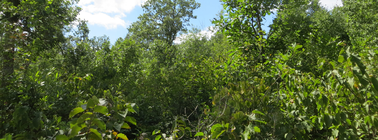 Before restoration, this parcel of land is too overgrown to be attractive to Golden-winged Warblers and other species that prefer to nest in early successional habitat. Photo by Peter Dieser