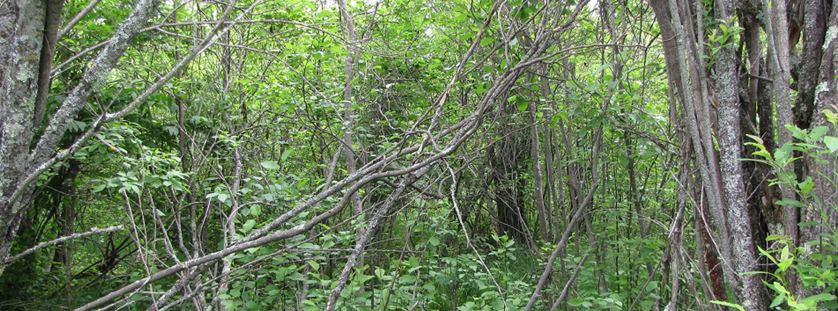 Dieser and partners restore and enhance overgrown habitats — such as the one shown here — to better suit Golden-winged Warblers' preference for a mix of open land and young forest. Photo by Peter Dieser.