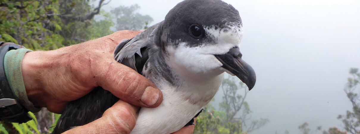 Hawaiian Petrels spend their first few years of life living over the open ocean. They return to land to breed. André Raine/Kaua‘i Endangered Seabird Recovery Project