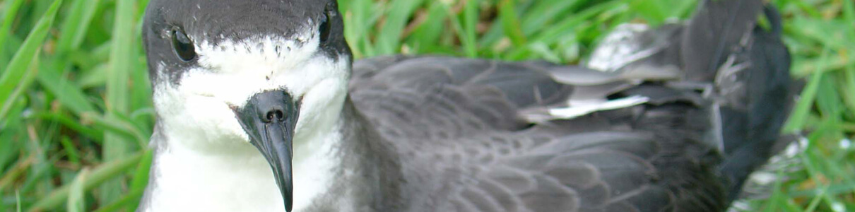 Endangered Hawaiian Petrels, known as ʻUaʻu, are one of two seabird species endemic to the Hawaiian Islands and live nowhere else on earth. Photo by Brenda Zaun