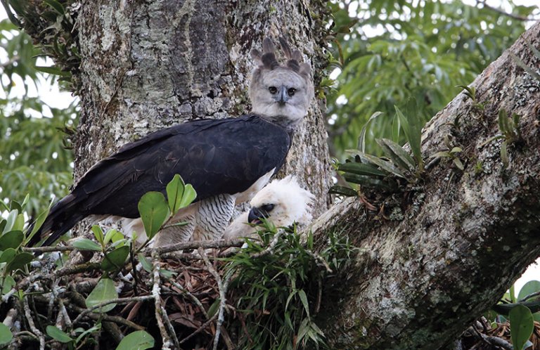 Harpy Eagle and chick