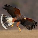 Harris's Hawk in flight. Photo by Onrej Prosicky/Shutterstock.