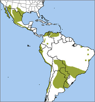 Harris's Hawk range map, NatureServe