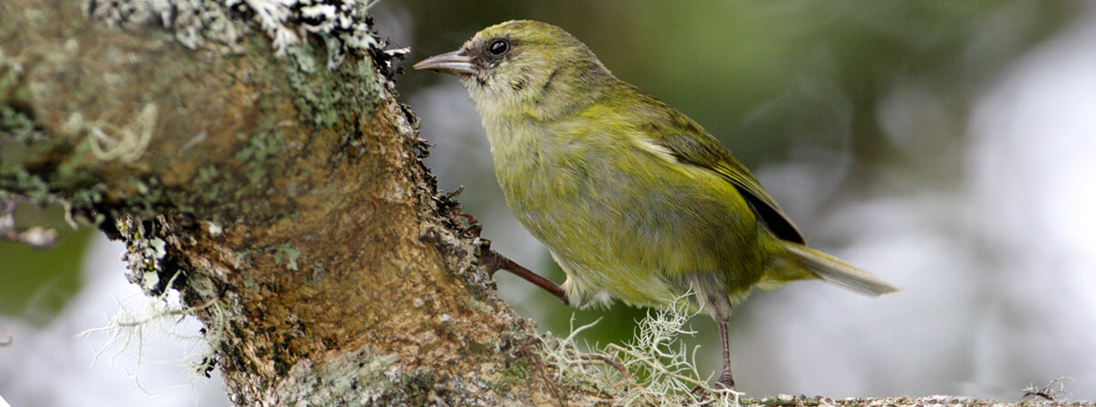 The 'ohi'a tree provides nectar and nesting sites for many of Hawai'i's forest birds, including federally endangered species such as the Hawai'i Creeper. Photo by Jack Jeffrey