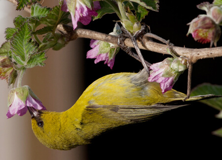 Hawaiian 'Amakihi feeding, Robby Kohley