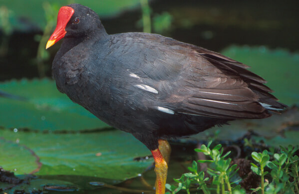 Hawaiian Common Gallinule, Jack-Jeffrey