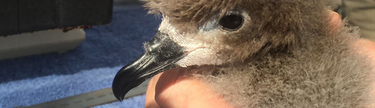 Kohley and his assistant try to keep their interactions with the petrel chicks to a minimum, to avoid stressing out the young birds. Photo by Robby Kohley/Pacific Rim Conservation