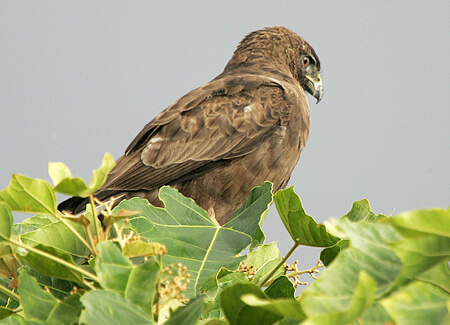 Hawaiian Hawk, Michael Walther