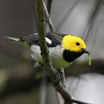 Hermit Warbler with caterpillar by David True. Photo from Macaulay Library at the Cornell Lab of Ornithology.