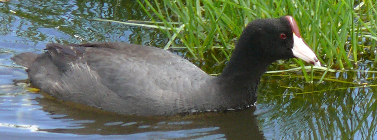 Hawaiian Coot by George Wallace