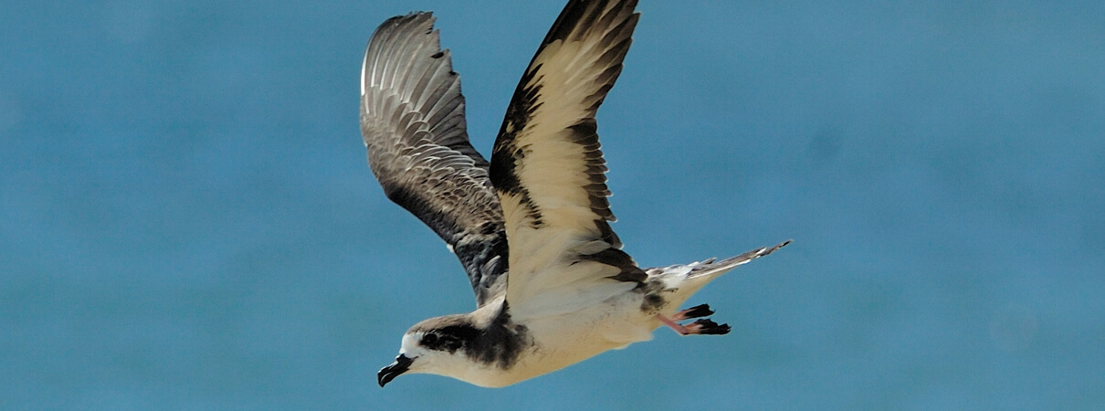 Hawaiian Petrel by Jim Denny