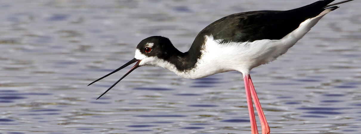 Hawaiian Black-necked Stilt by Joe West, Shutterstock