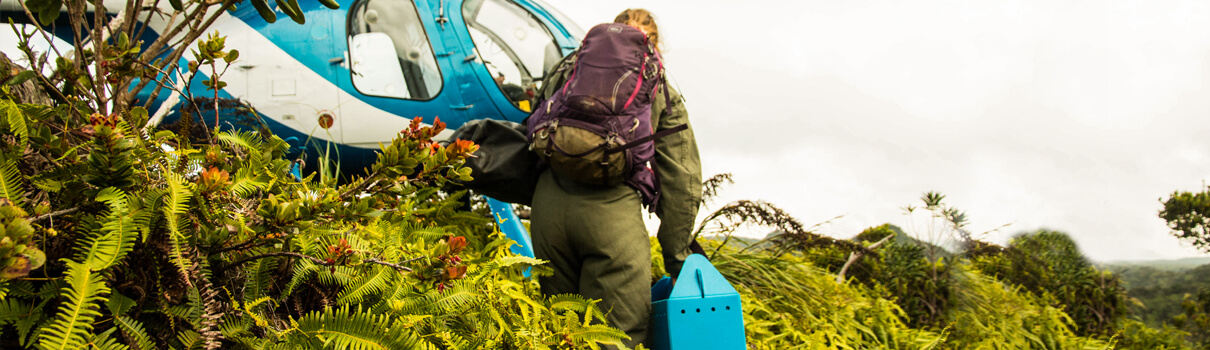 Hawaiian Petrels being transported, Eric Vanderwerf/Pacific Rim Conservation 