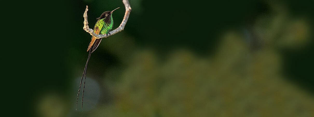 Black-billed Streamertail. Photo by Owen Deutsch