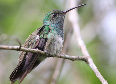 Honduran Emerald, Christian Artuso